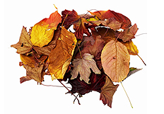 Fall Season Footer Image of Leaves